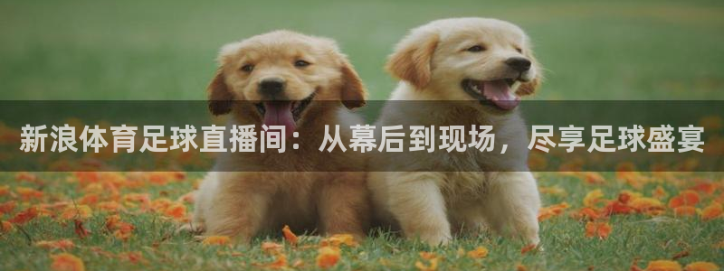 新浪体育足球直播间：从幕后到现场，尽享足球盛宴