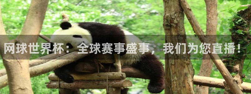 网球世界杯：全球赛事盛事，我们为您直播！