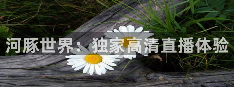 河豚世界：独家高清直播体验