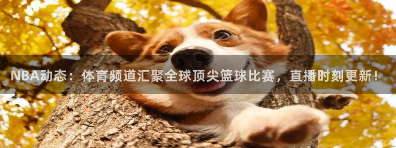 NBA动态：体育频道汇聚全球顶尖篮球比赛，直播时刻更新！